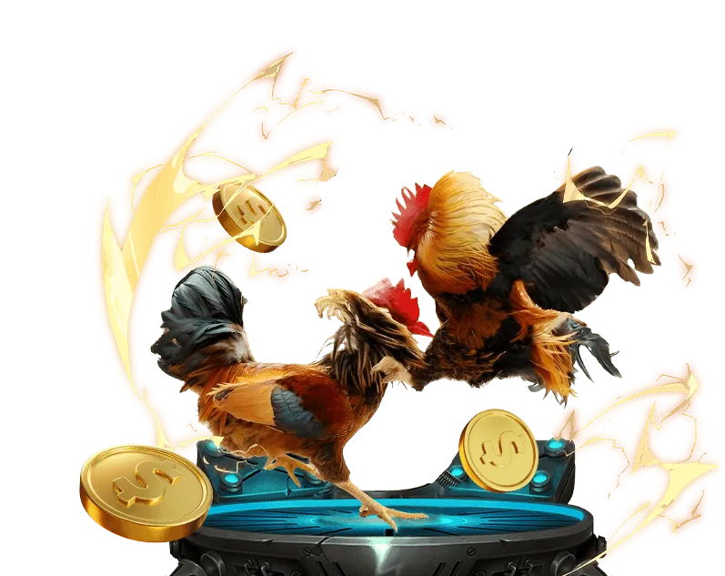 Hướng dẫn cơ bản cho người mới bắt đầu chơi đá gà